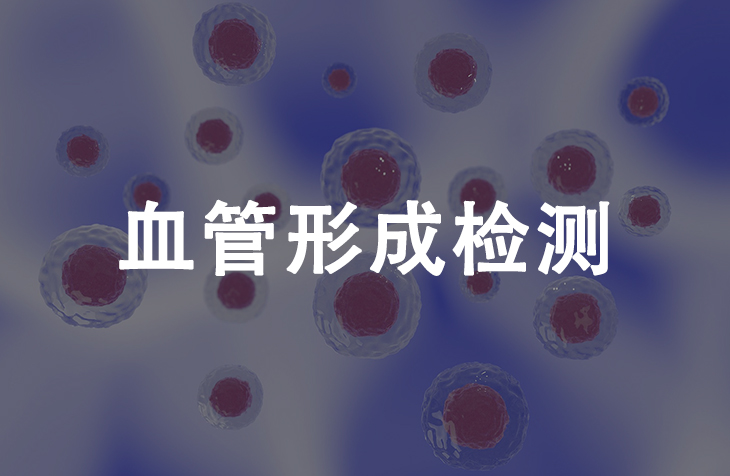 血管形成检测