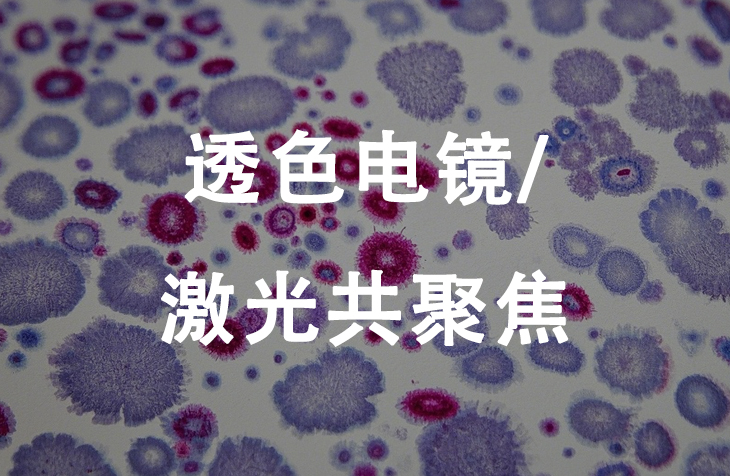 透射电镜/激光共聚焦