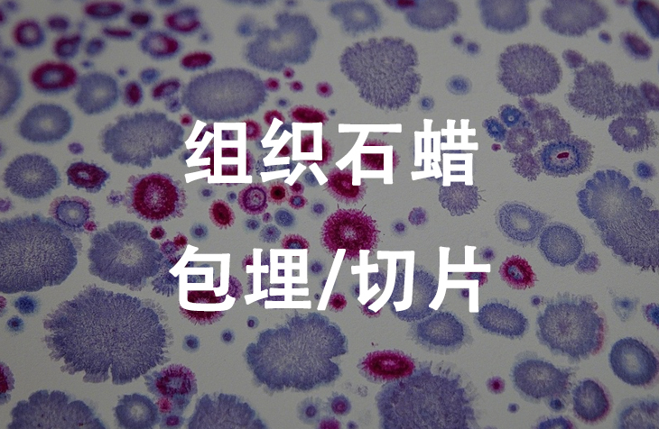 组织石蜡包埋/切片