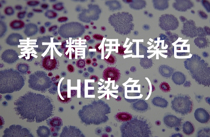 苏木精-伊红染色（HE染色）