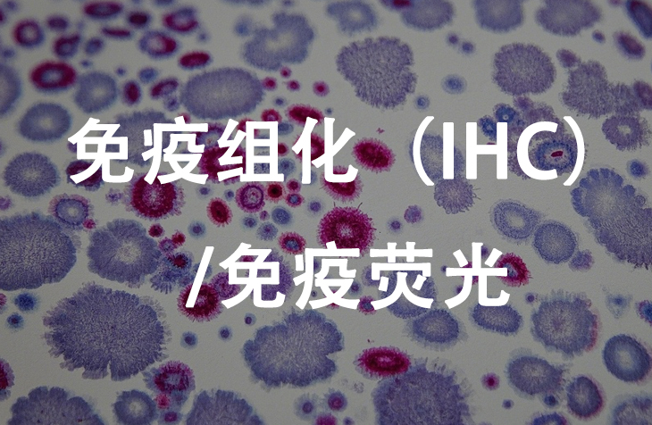 免疫组化（IHC）/免疫荧光