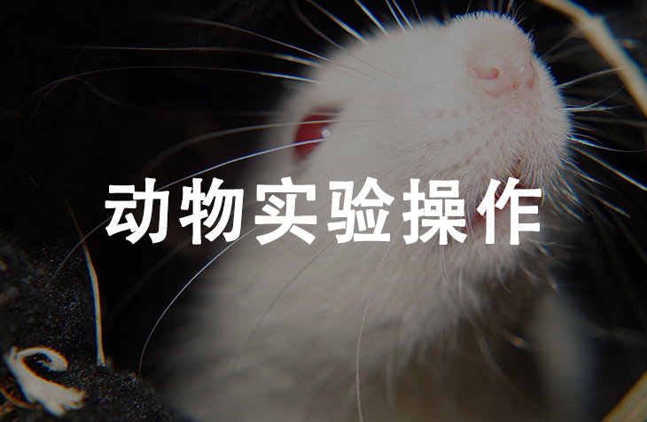 动物实验操作