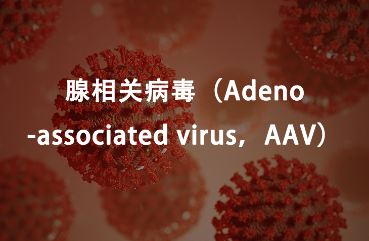 腺相关病毒（Adeno-Associated Viral Vector，AAV）