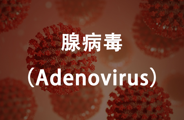 腺病毒（Adenovirus）