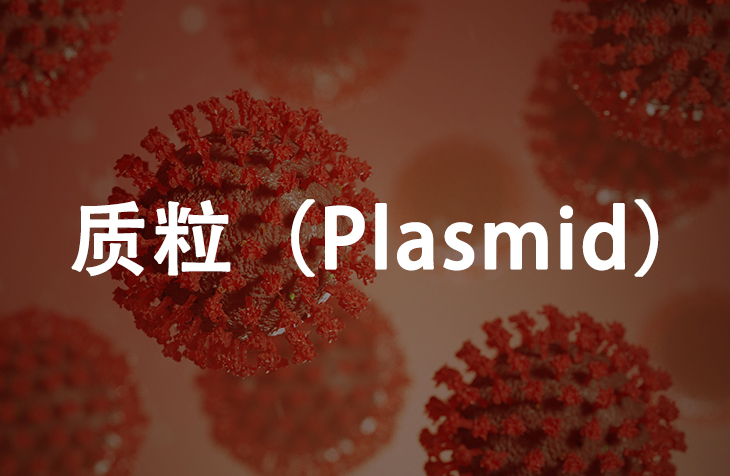 质粒（Plasmid）