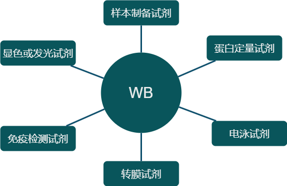 WB实验相关