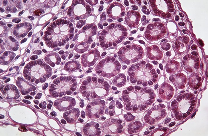 组织石蜡包埋/切片