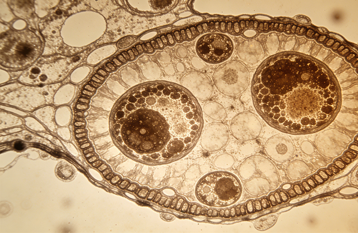 透射电镜/激光共聚焦